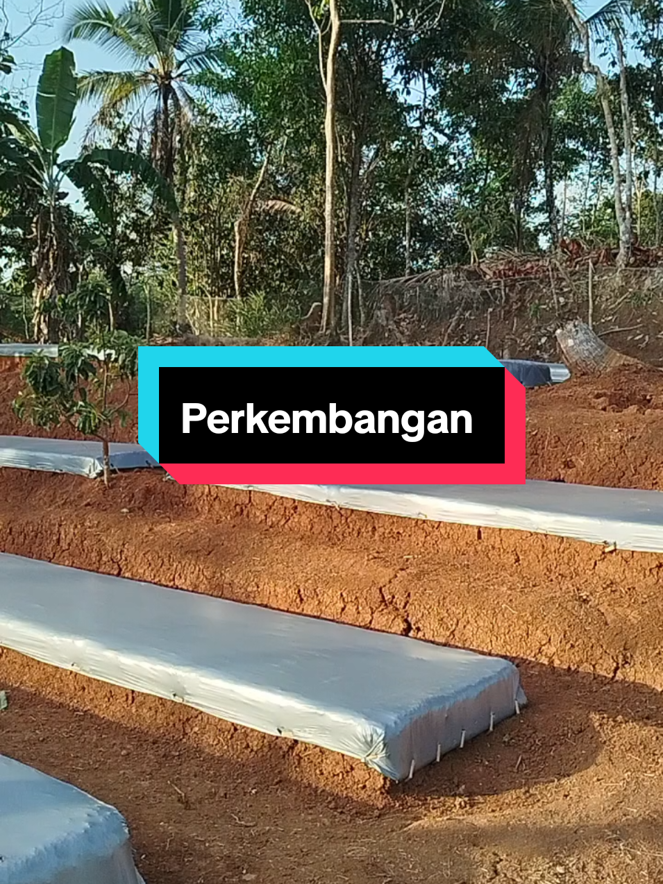 @SenimanPertanianCikancahTV