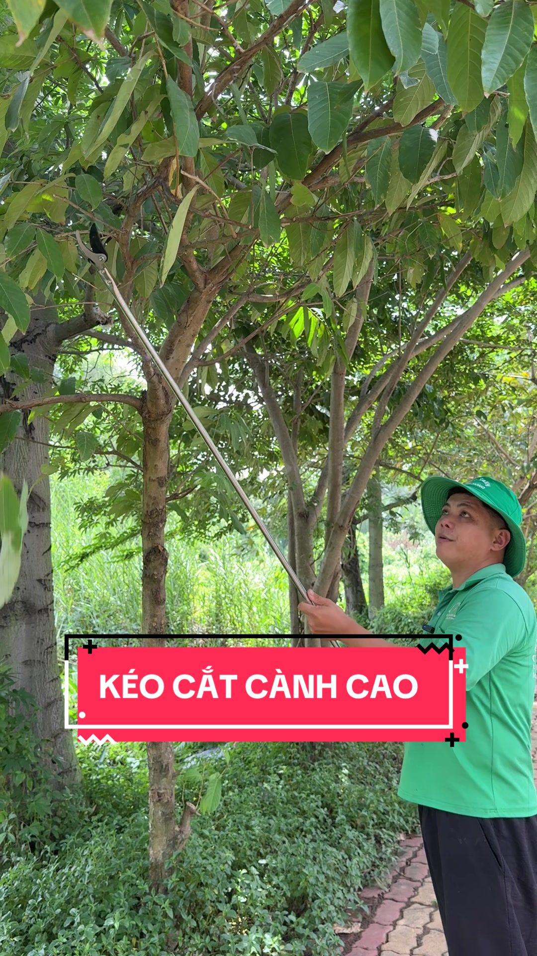 @Cây Xanh Phong Hồng