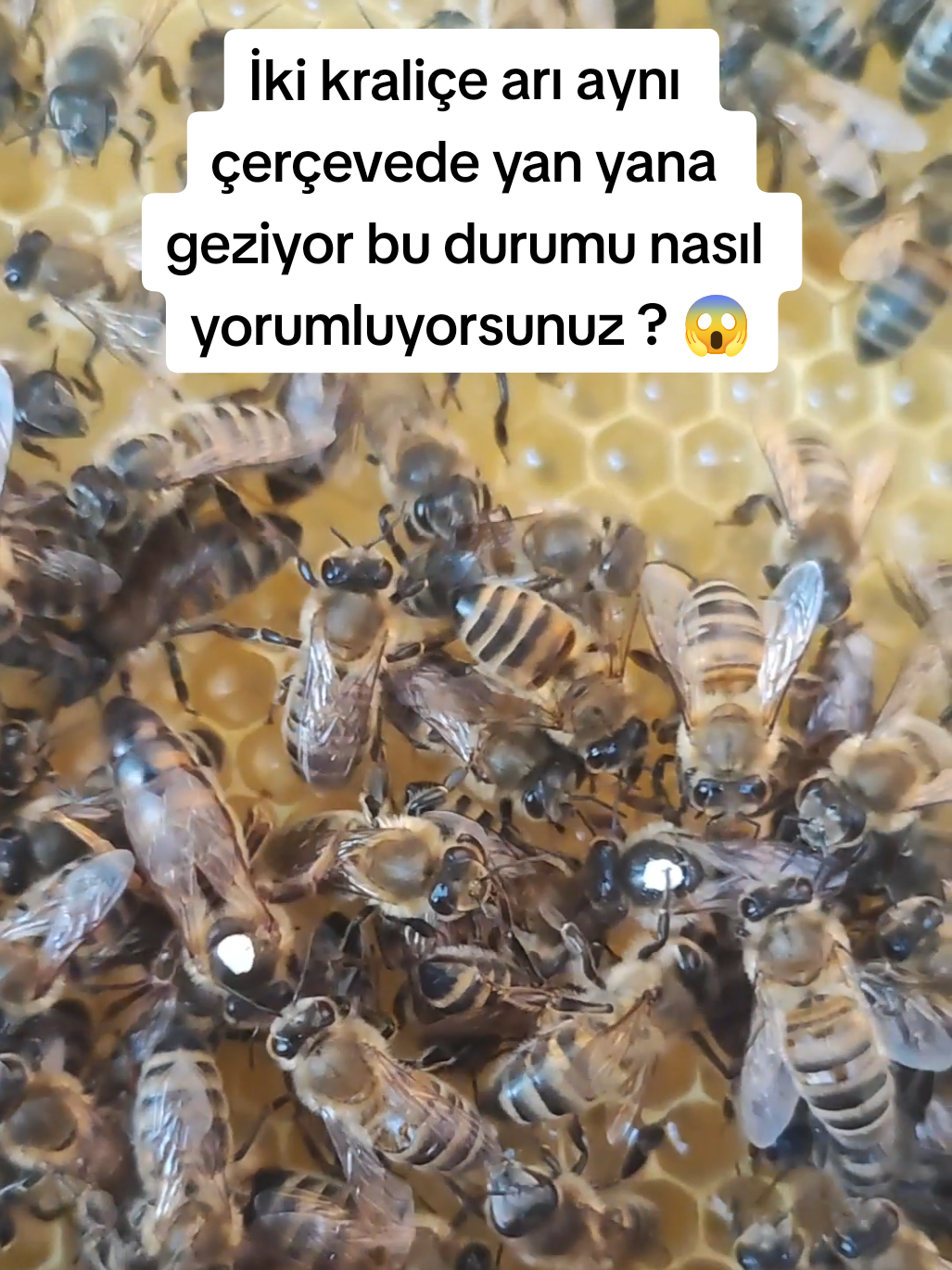 @Doğan Arıcılık 🐝