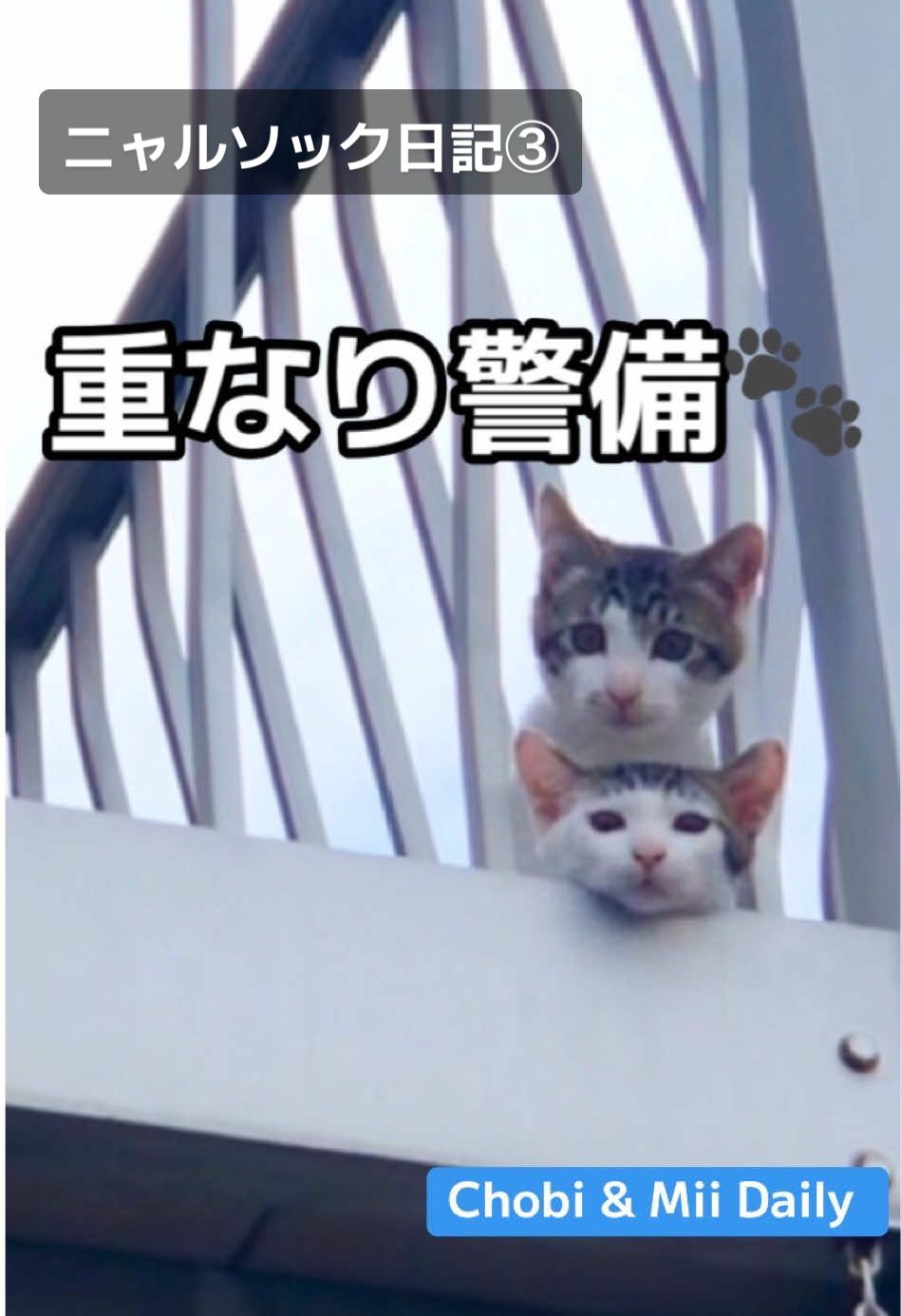@ちょびみぃ兄弟❤︎🫧