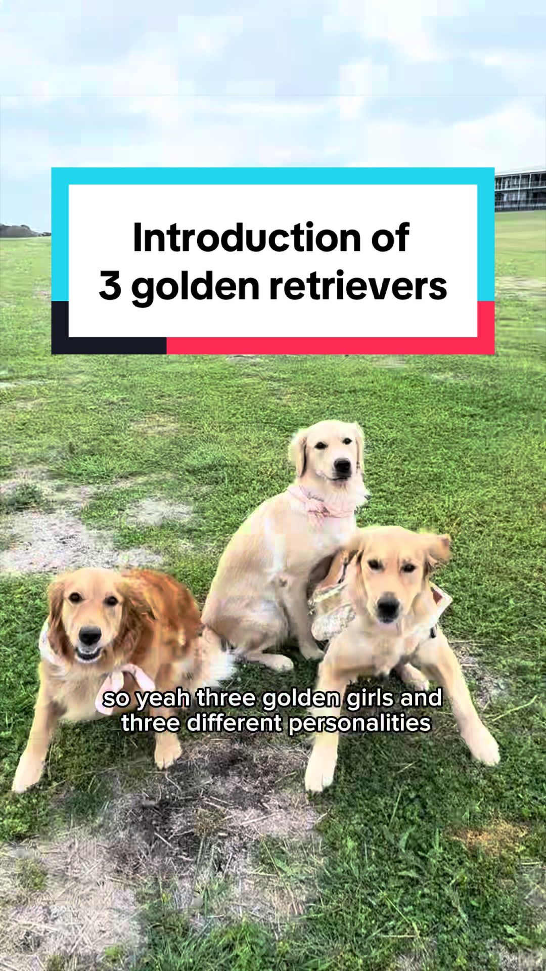 @3goldenretriever