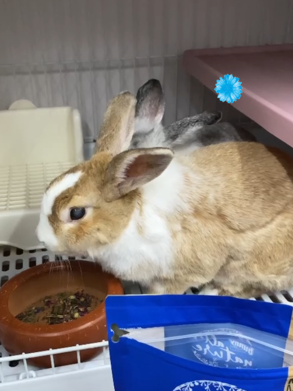 @Pet for Life