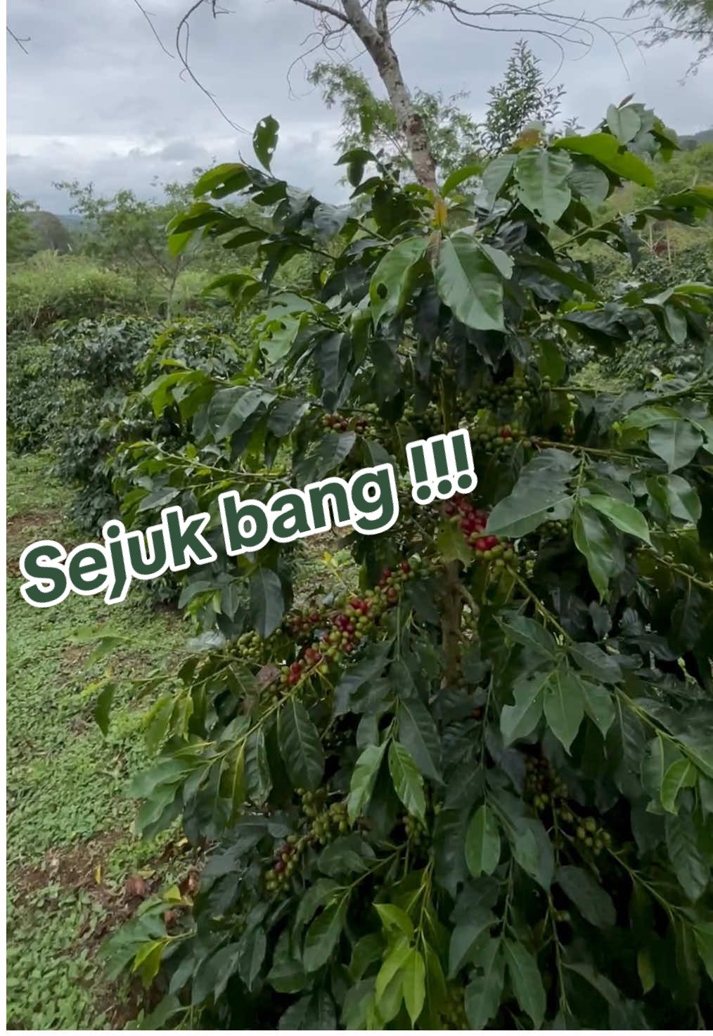 @maharakopigayo
