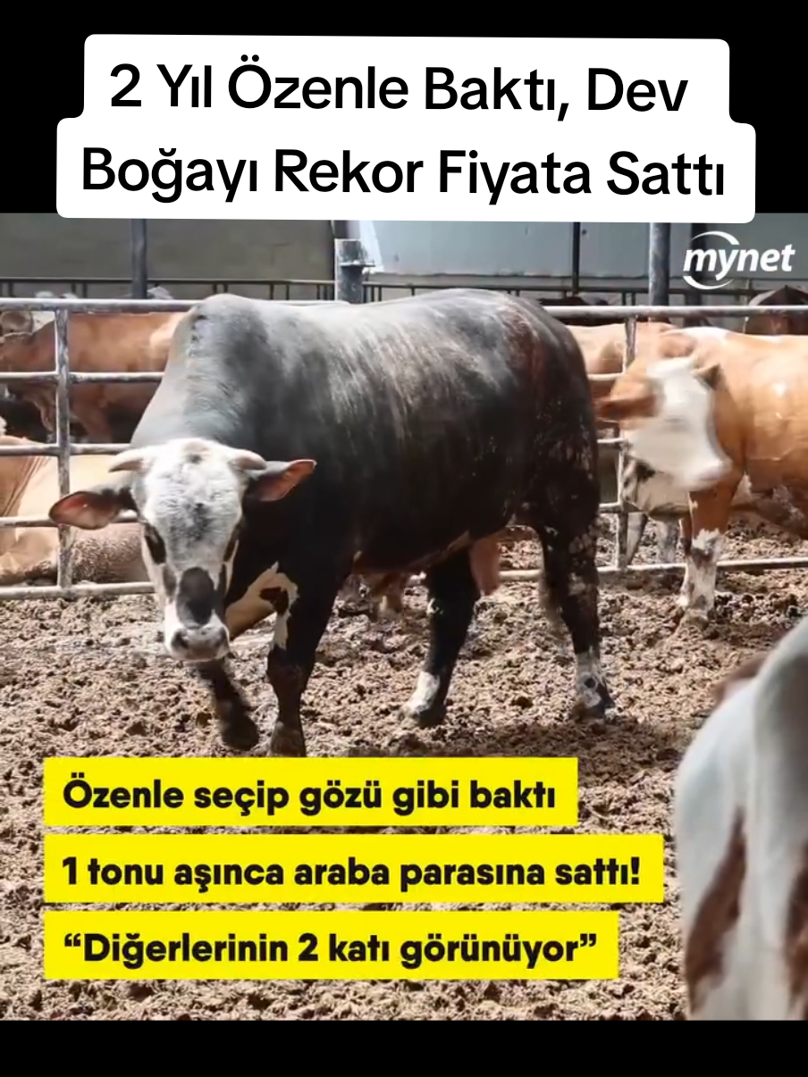 @Sorgunadair