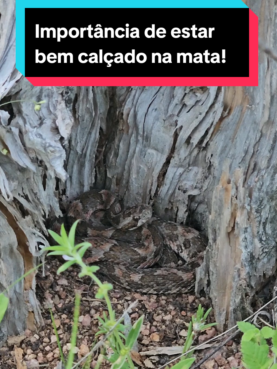 @Princesa das Serpentes