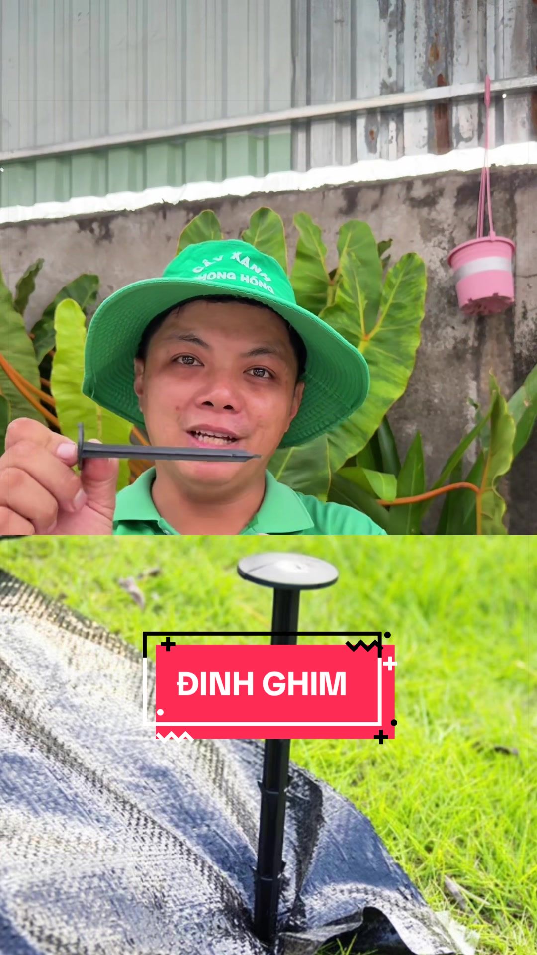 @Cây Xanh Phong Hồng