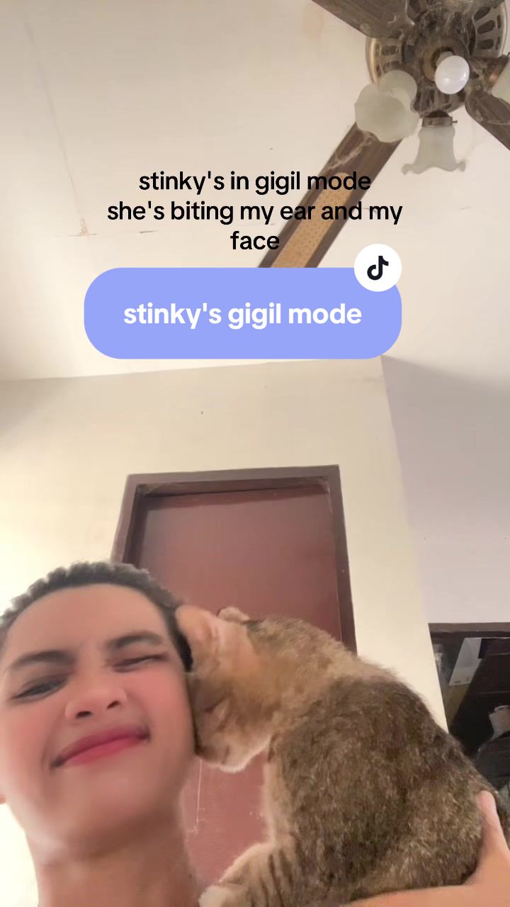 @17meows