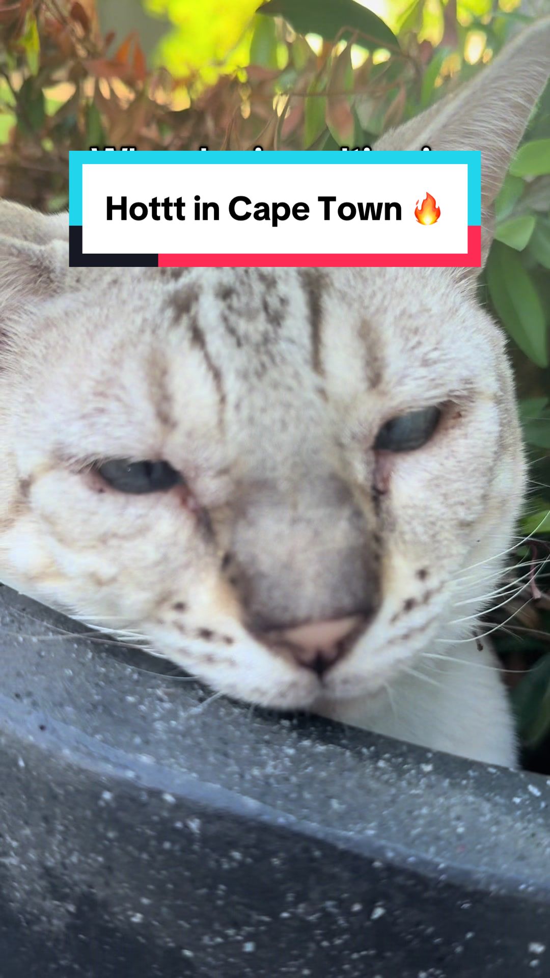 @Taco & Cookie 🐱🌮🍪🇺🇸🇿🇦