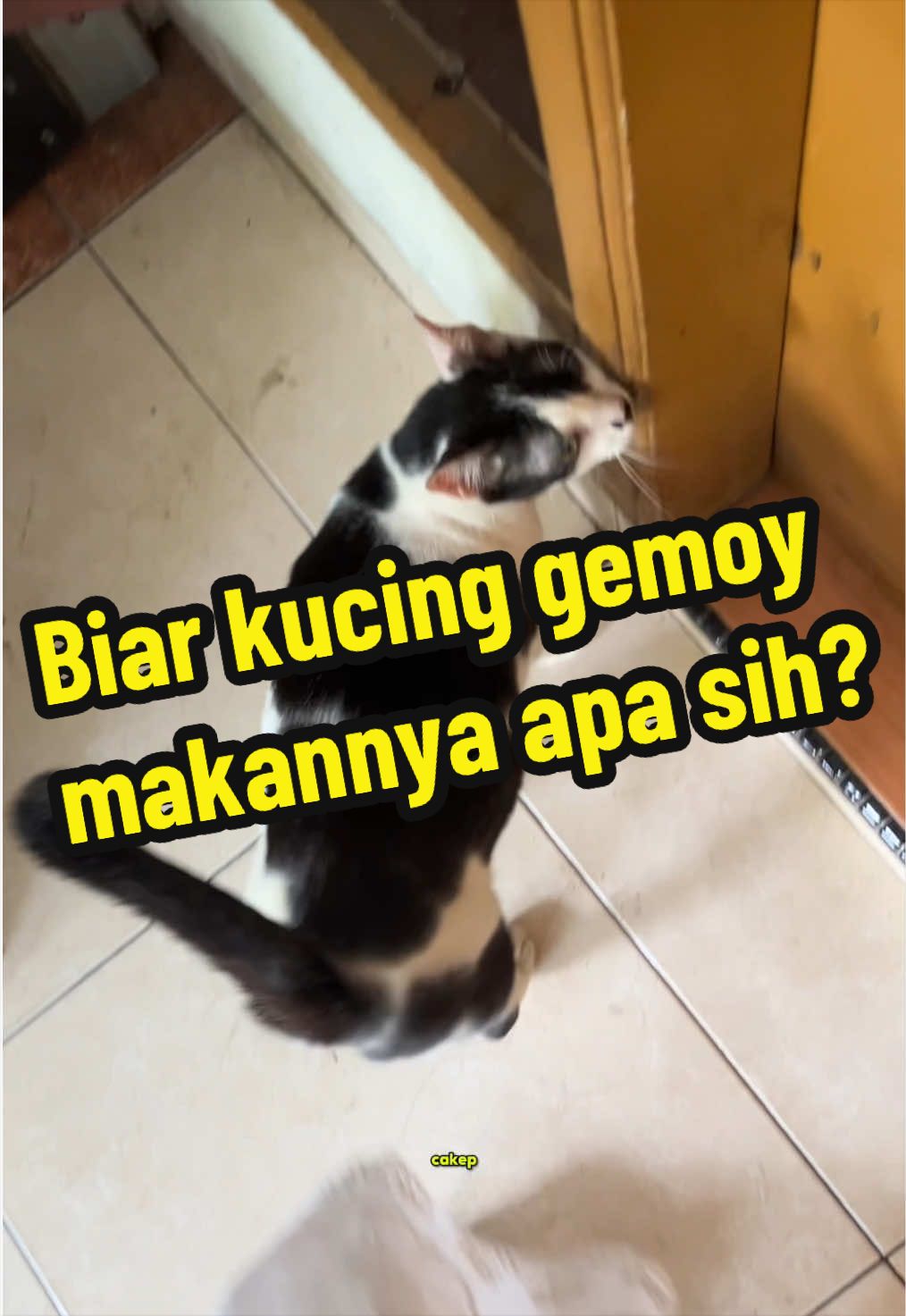 @Ditabilang