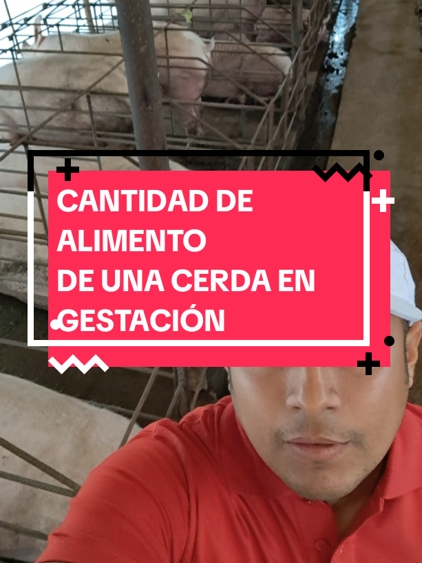 @Jean.Cisneros.Porcicultura