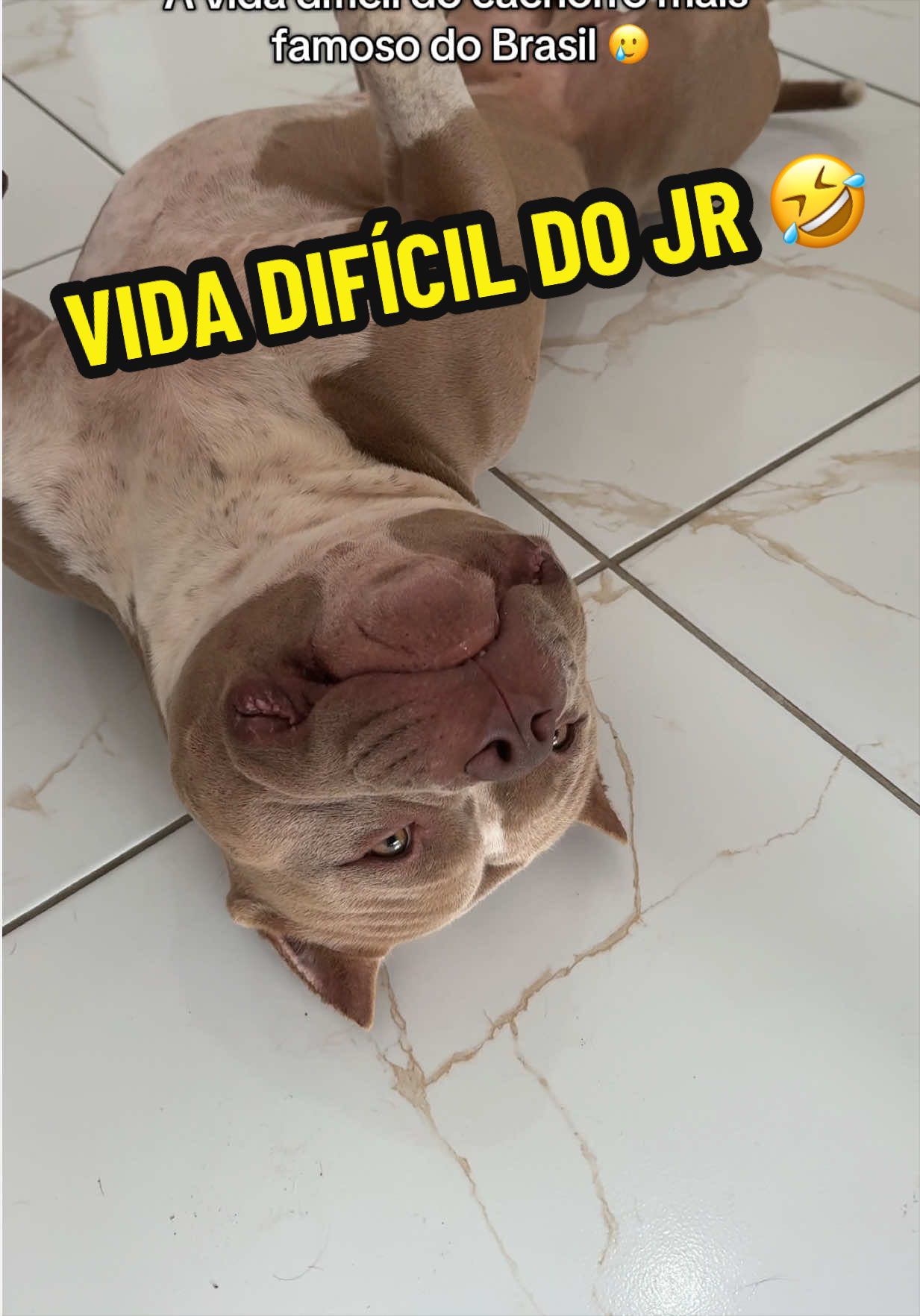 @Família Ragnar 🐶