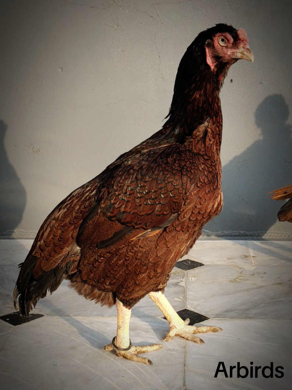 @AR Birds