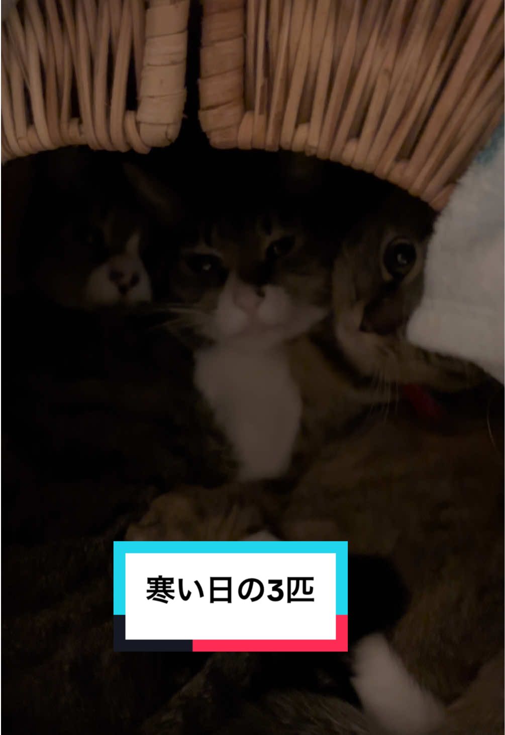 @ルーレオ
