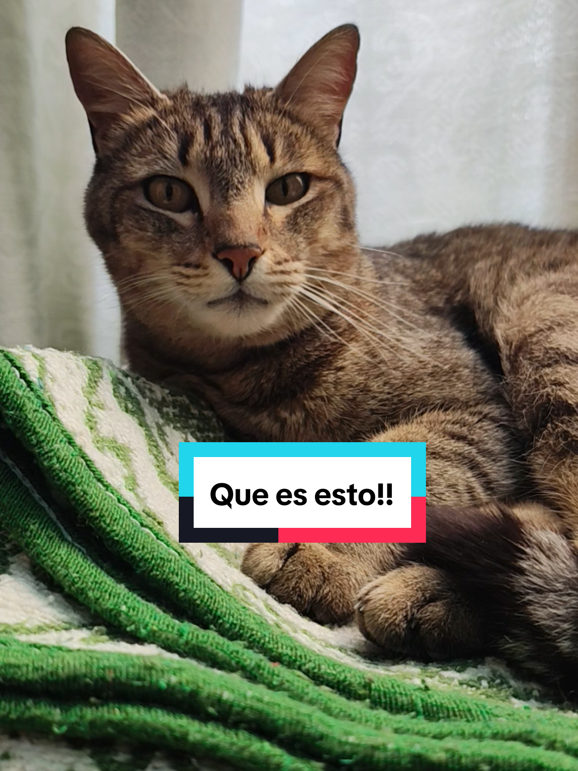 @Lunita🐱🌜