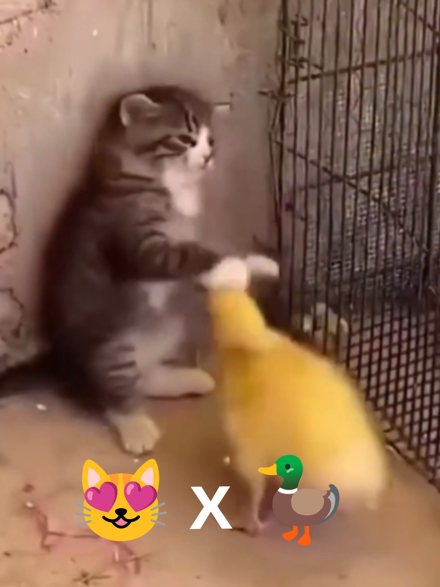 @Gatosetravessuras@10
