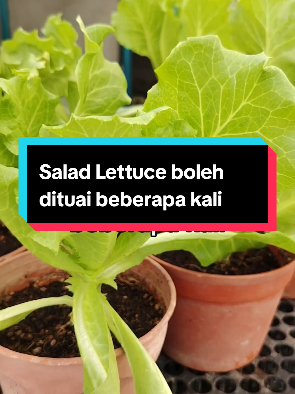 @Kakak Rose