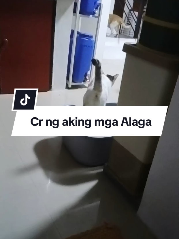 @inday alicia