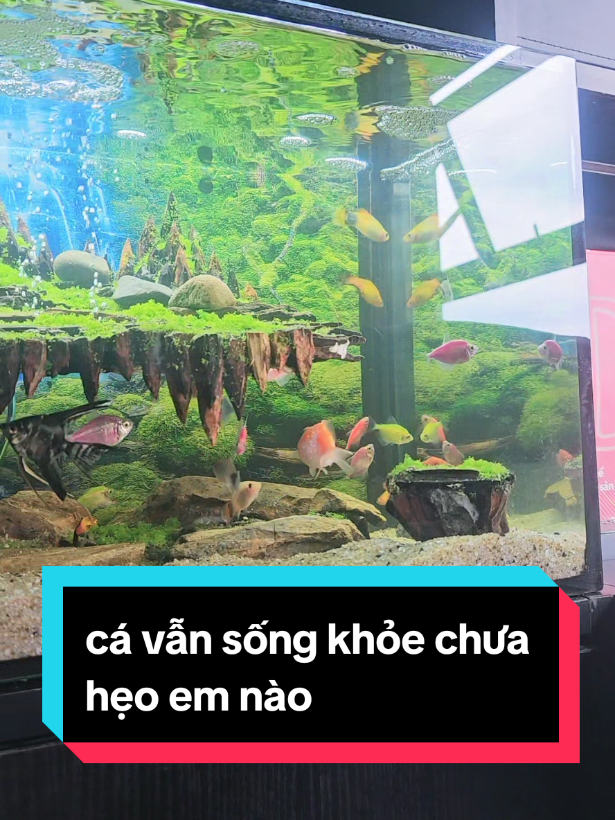 @THẰNG THỢ ĐỤNG