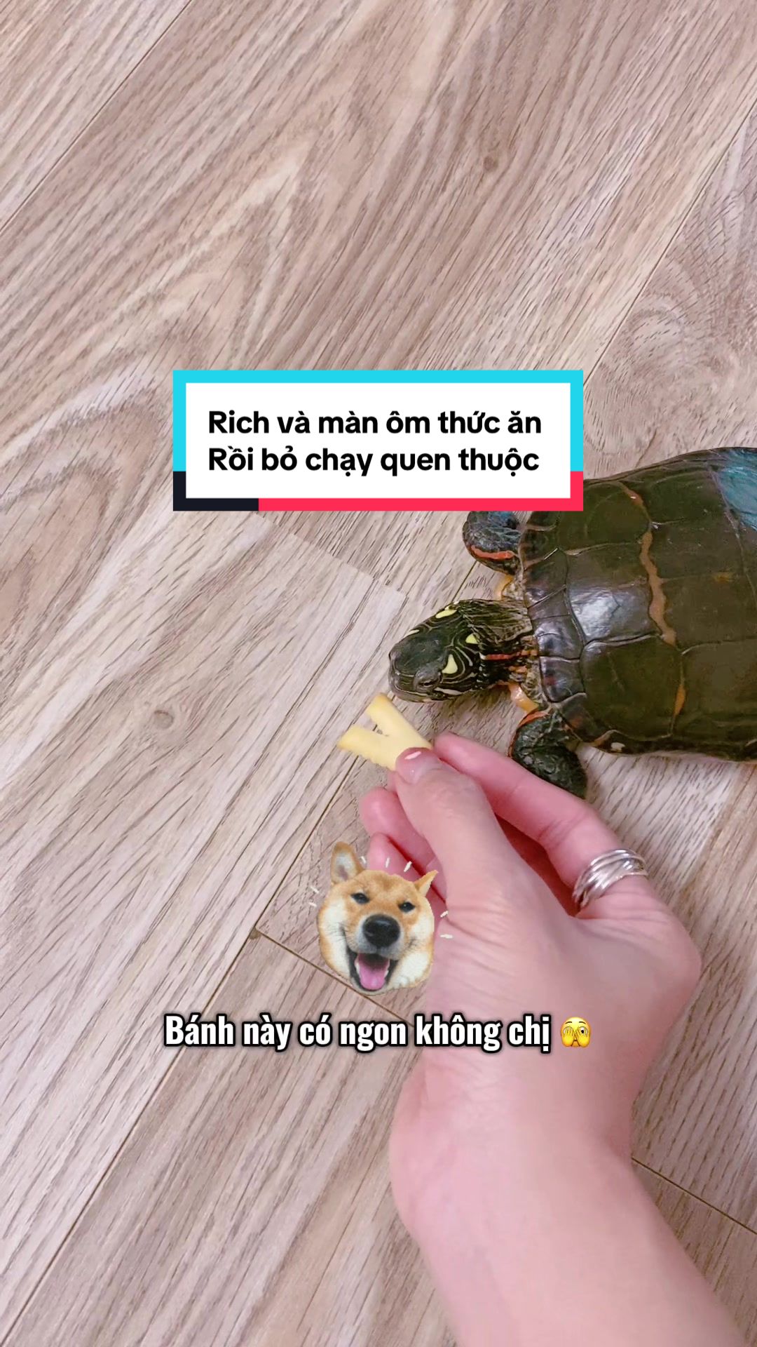 @Nhà có rùa và chó