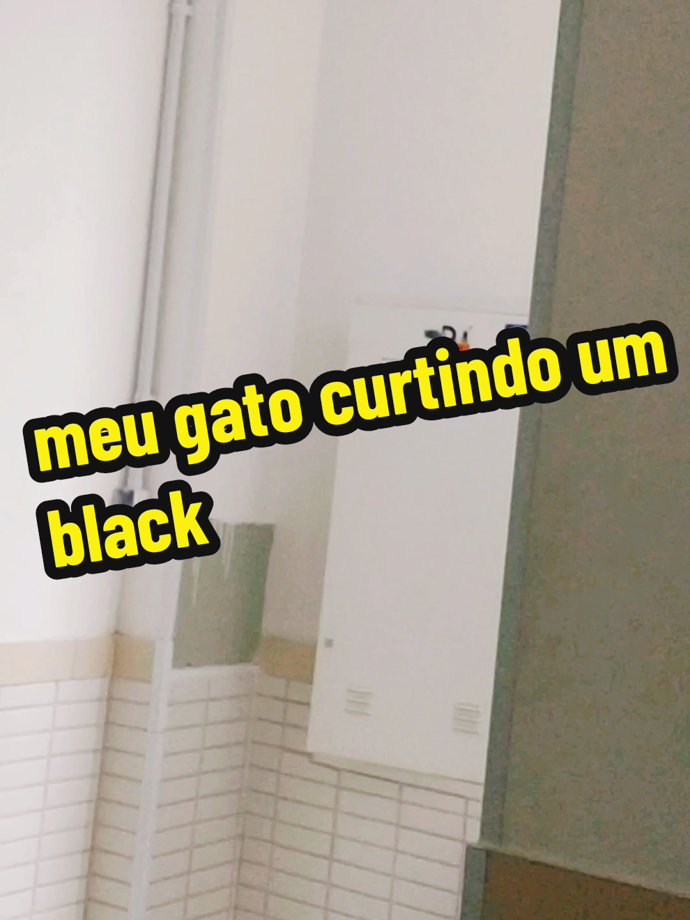 @.•♫•black dog•♫
