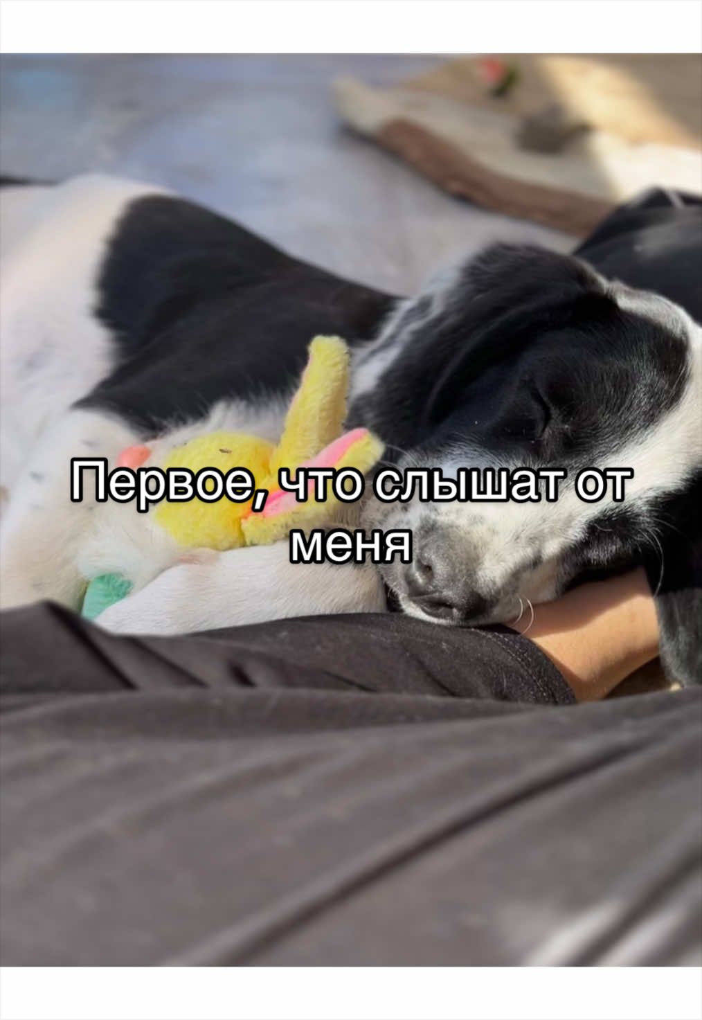 @🐾чёрно-белый ушехлоп🦎