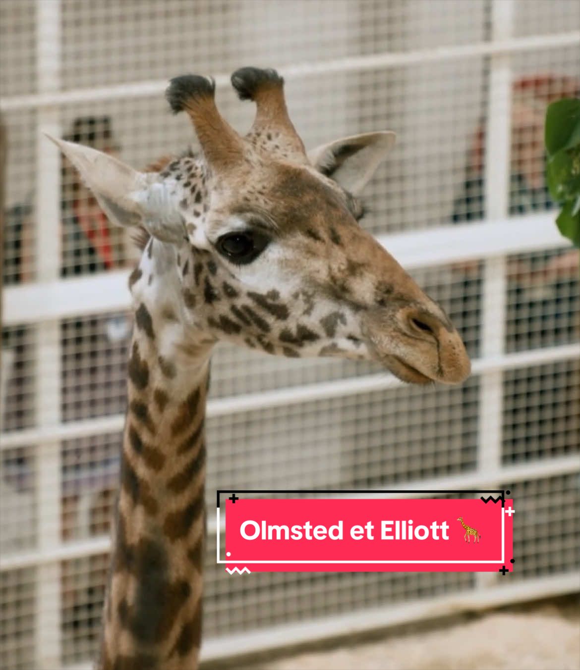 @Zoo de Granby