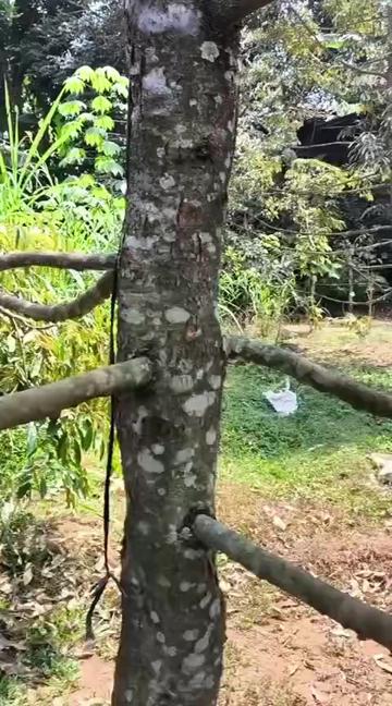@Alas Durian Jepara