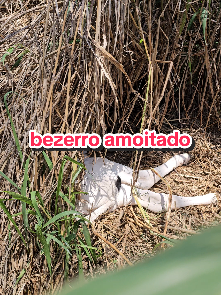 @Geovane neto