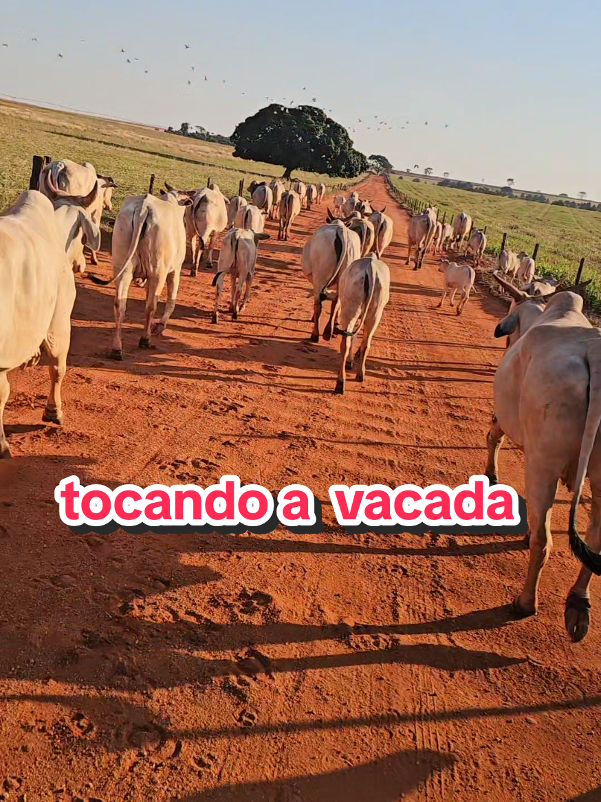 @Geovane neto
