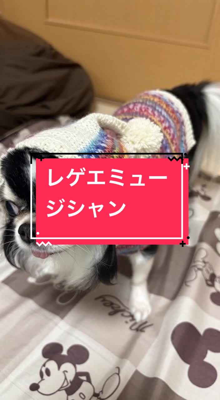 @ニンニン🐶🩵🍀