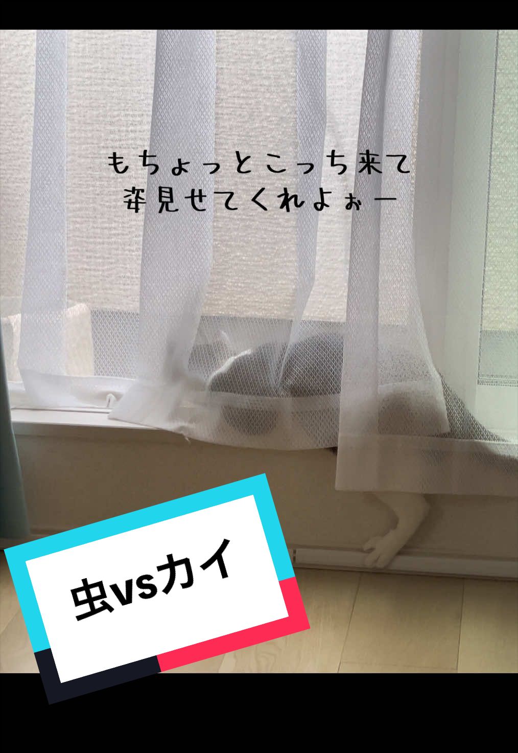 @ねこまみれ