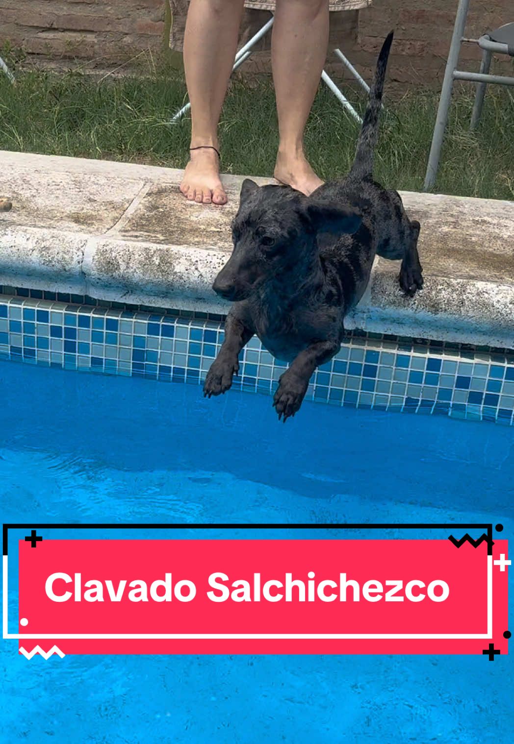 @🐶CharoyCoco🐼