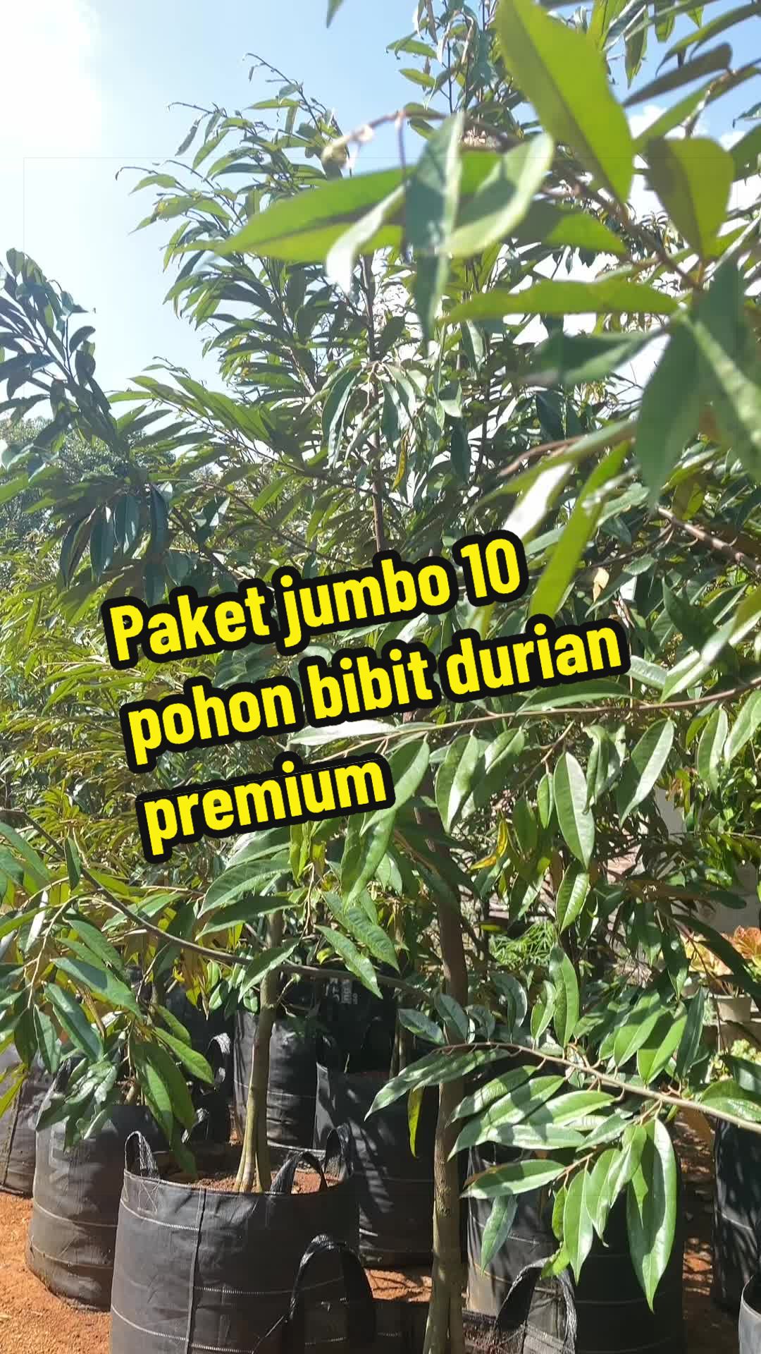 @RATU BIBIT