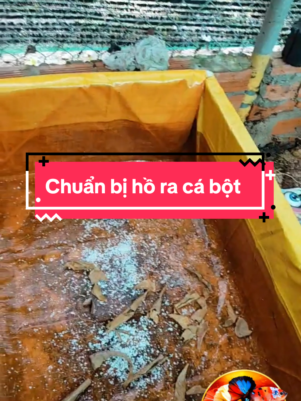 @Nhi Nguyễn Betta