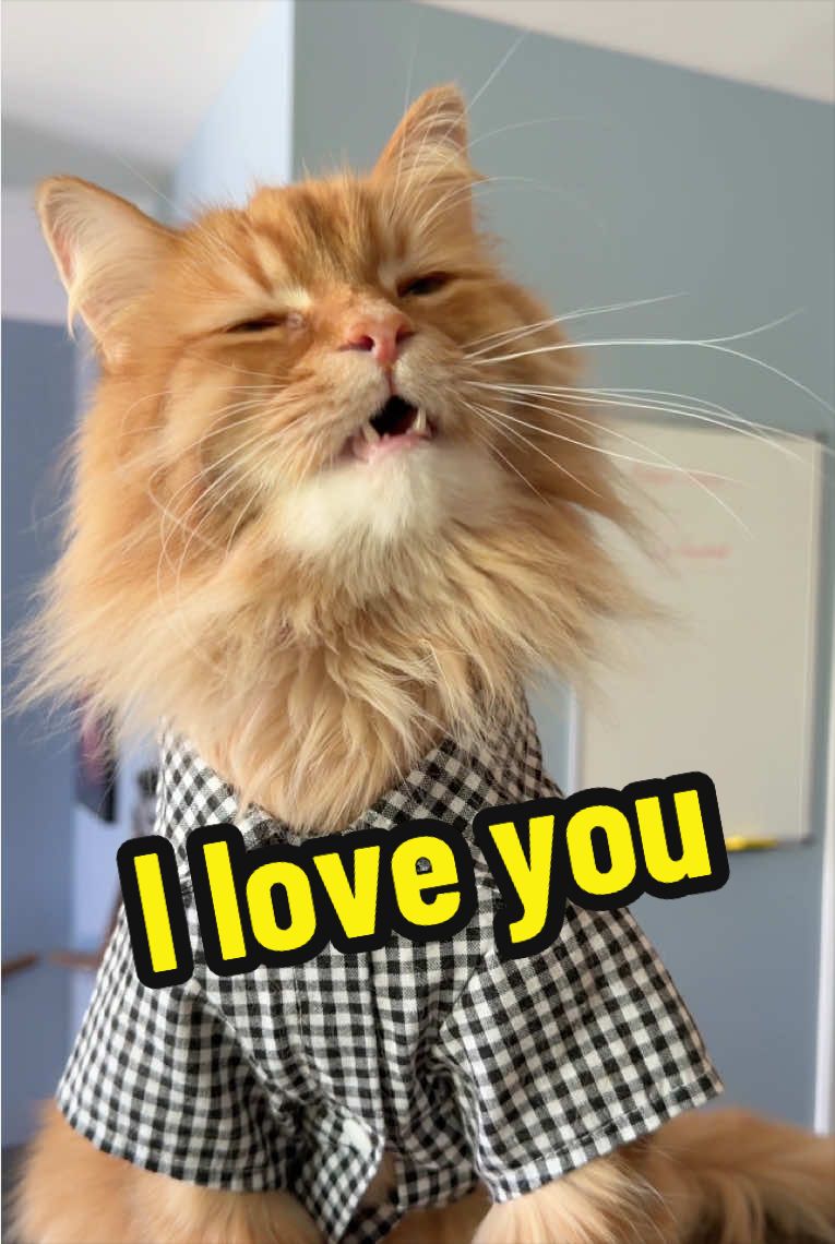 @The Oreo Cat