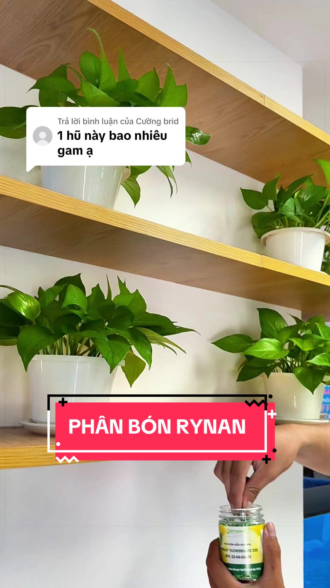 @C&acirc;y Xanh Phong Hồng
