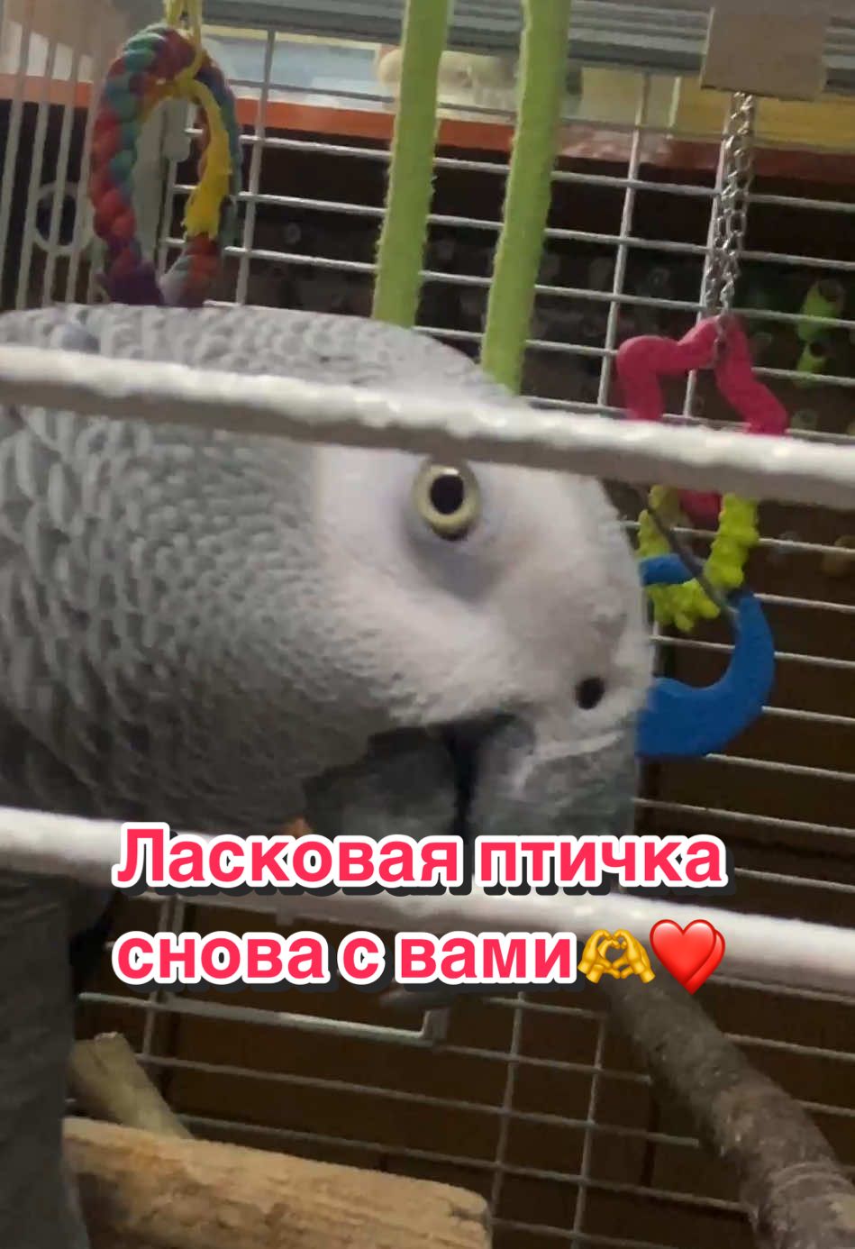 @Жако Кира