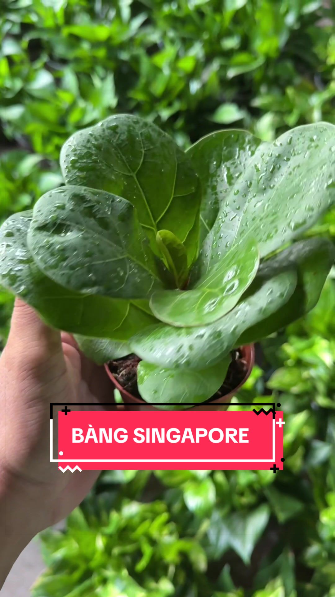 @Cây Xanh Phong Hồng