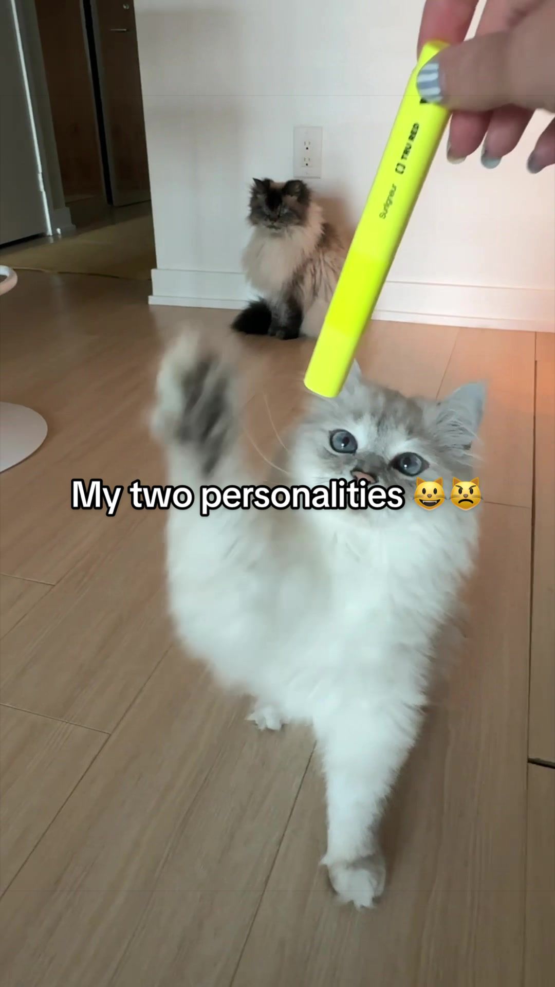 @Merlin Ragdoll