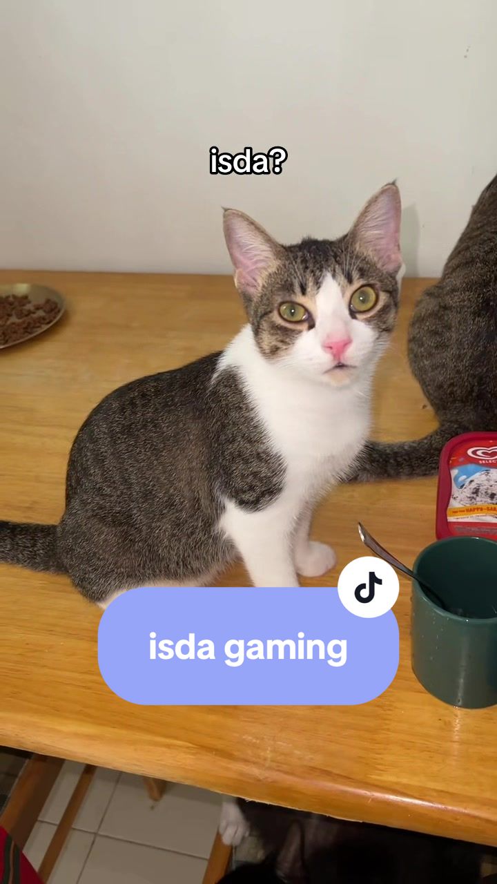 @17meows