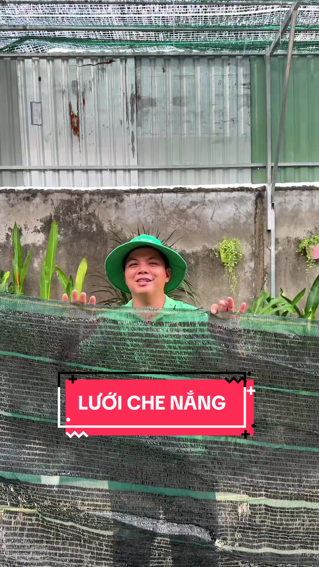 @Cây Xanh Phong Hồng