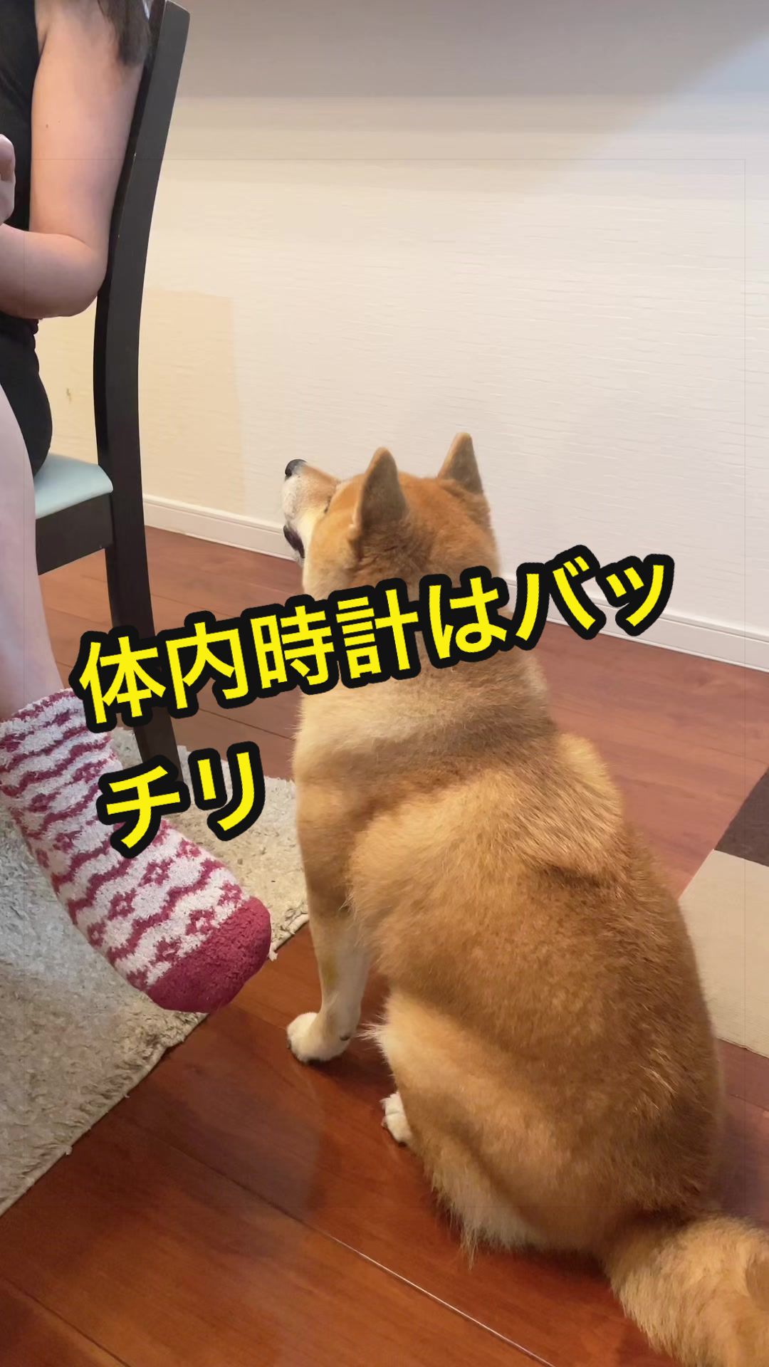 @特に柴犬が好きな人