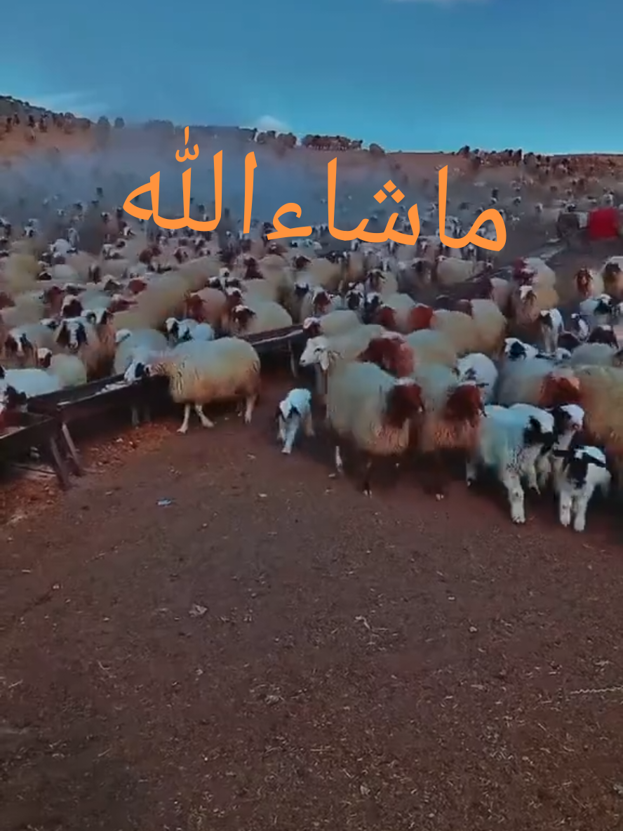 @احمد منير