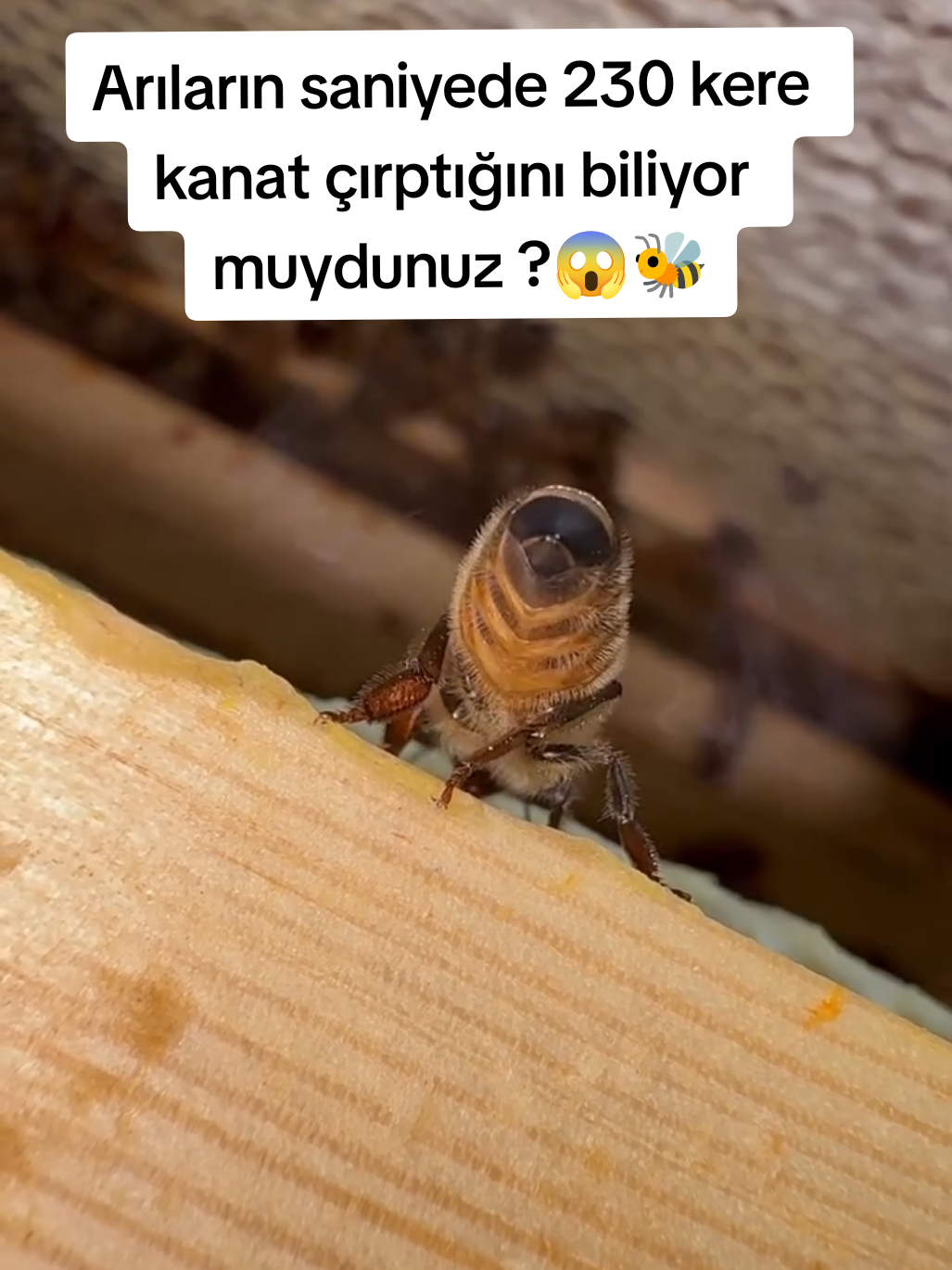 @Doğan Arıcılık 🐝