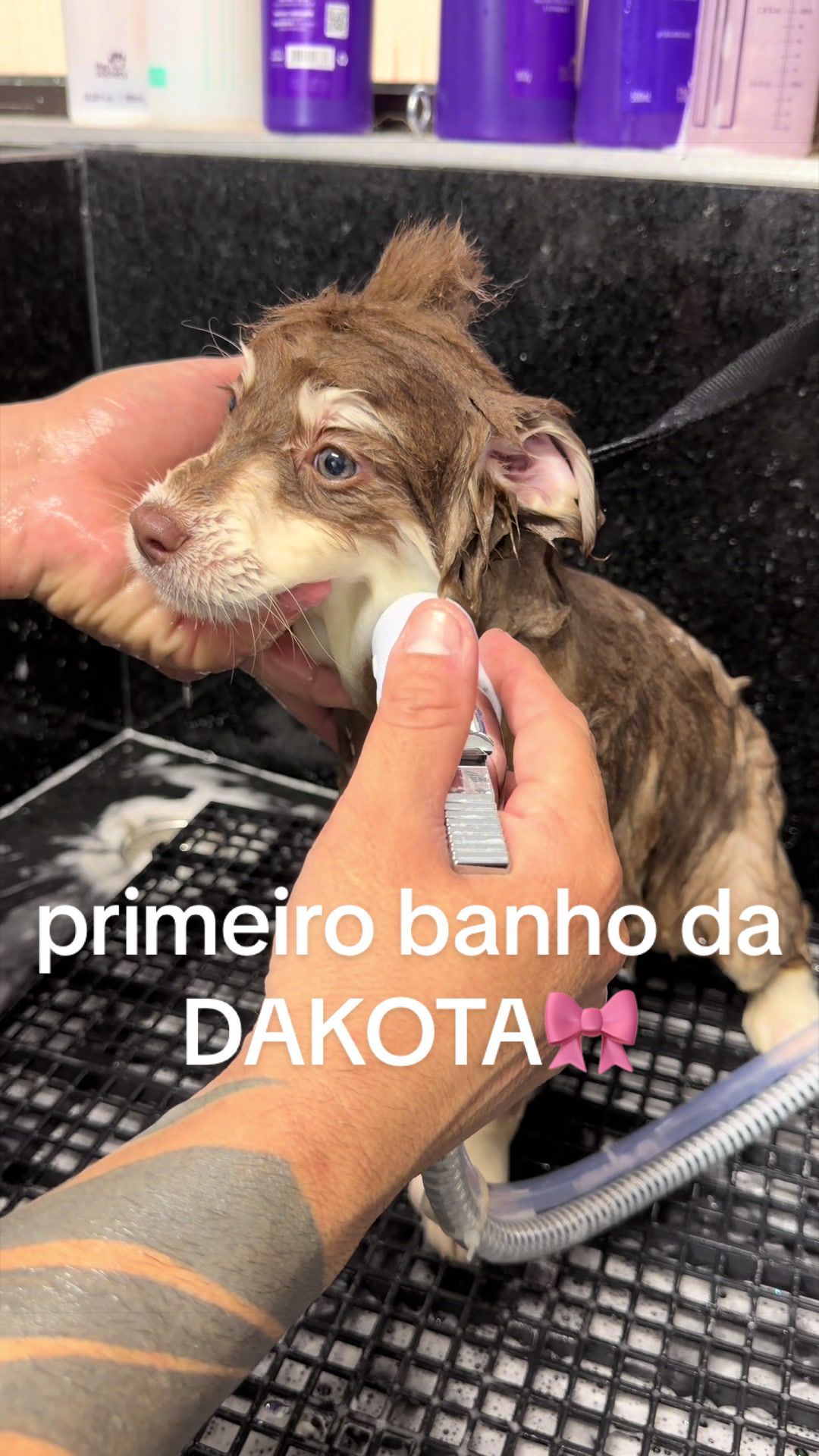 @Brazilian Pomsky