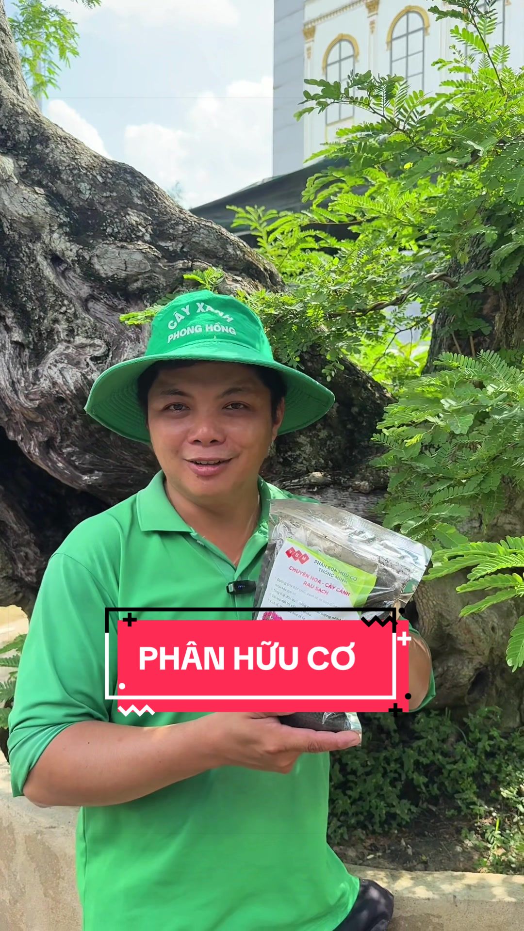 @Cây Xanh Phong Hồng