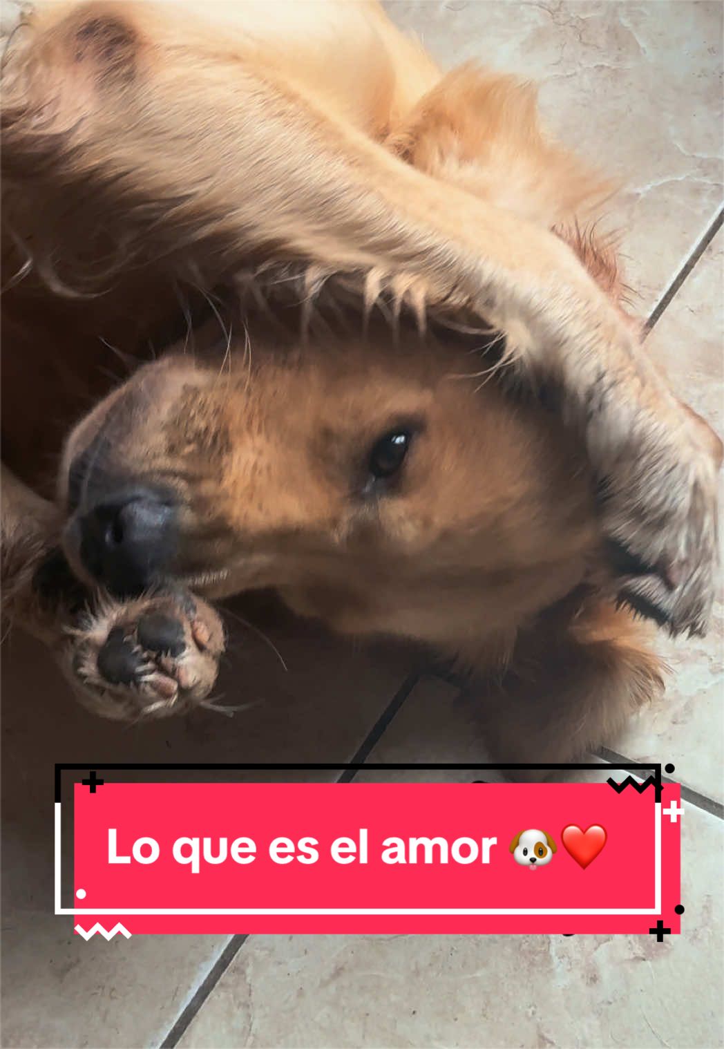 @🐶CharoyCoco🐼