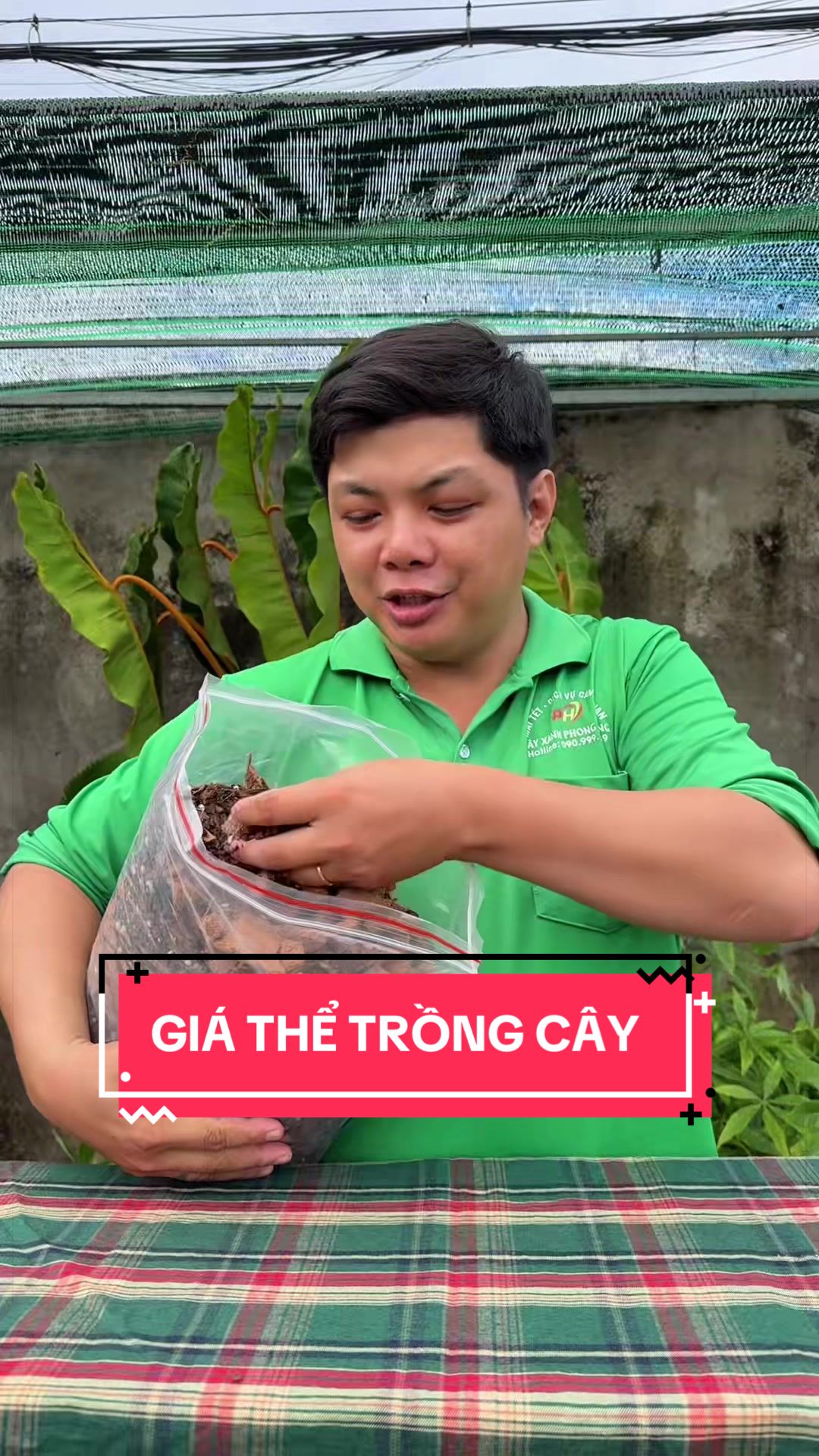 @C&acirc;y Xanh Phong Hồng