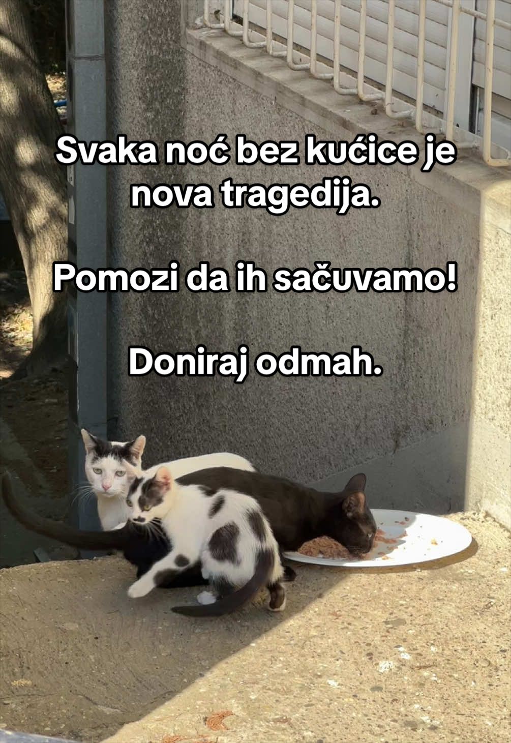 @cosanostrapurr