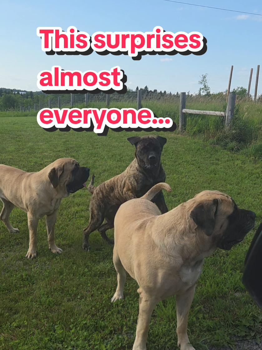 @Maple Mastiffs